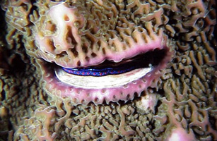 Scallop in coral reef.