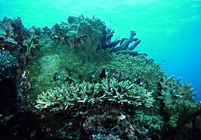 Coral head with fish